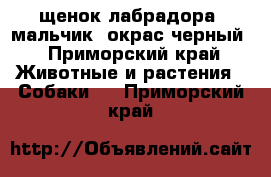  щенок лабрадора, мальчик, окрас черный - Приморский край Животные и растения » Собаки   . Приморский край